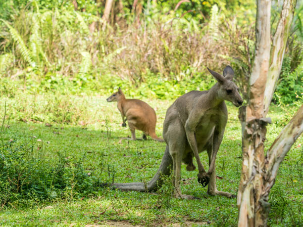 istock Two Australian brown kangaroos macropus rufus 837515226