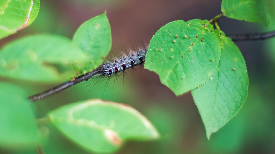 Close-up of a Gypsy Moth, or Lymantria dispar dispar, caterpillar on a stem under green leaves in the forest