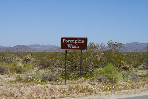 istock Joshua Tree National Park 837517790