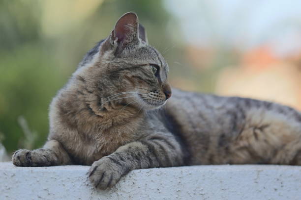 istock Street Cat lay Down, looks Backwards. 837523056