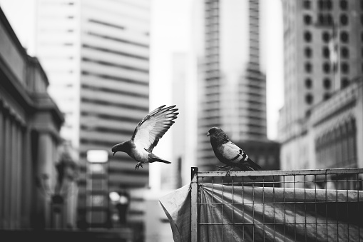 Pigeons taking flight in urban setting.