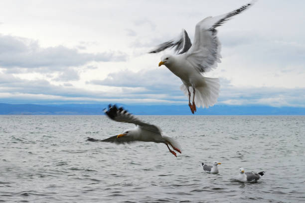istock Seagull flying in the cloudy sky under the lake Baikal 837527806
