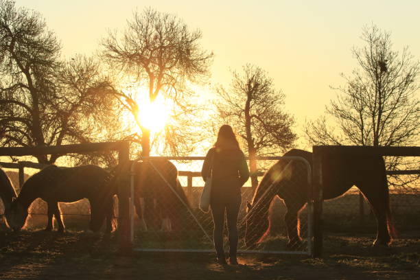 Sunset girlfriend horses silhouettes farm karoo kuilfontein peace tranquil stock photo