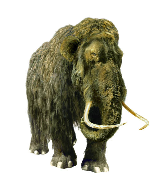 Mammoth woolly insulated. stock photo
