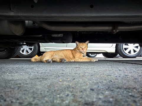 Yellow cat under the car