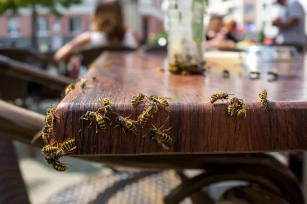 Wasps in a cafe in Frankfurt