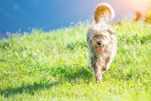 istock Shepherd dog bergamasco in the meadow 837562270