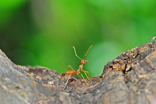 istock Ant and his big world 837562378