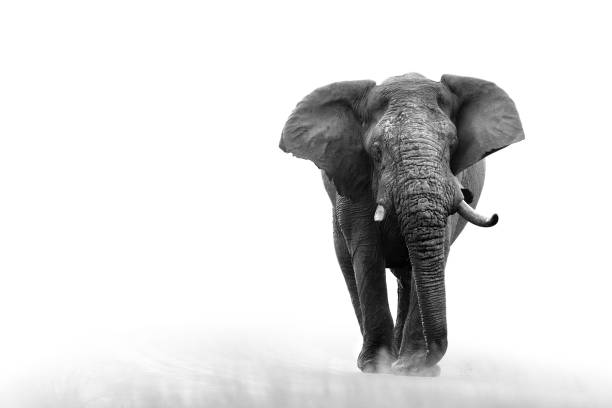 Elephant loxodonta africana big5 safari wildlife game drive Kruger black white stock photo