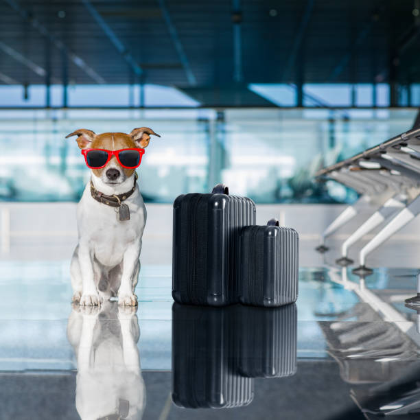 istock dog in airport terminal on vacation 837572448