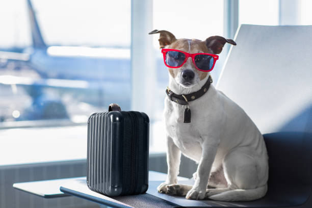 istock dog in airport terminal on vacation 837572528