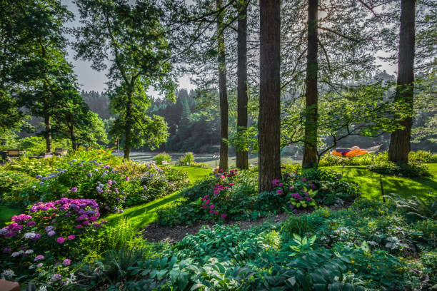 First Light on River Gardens of Flowers and Fir Trees stock photo