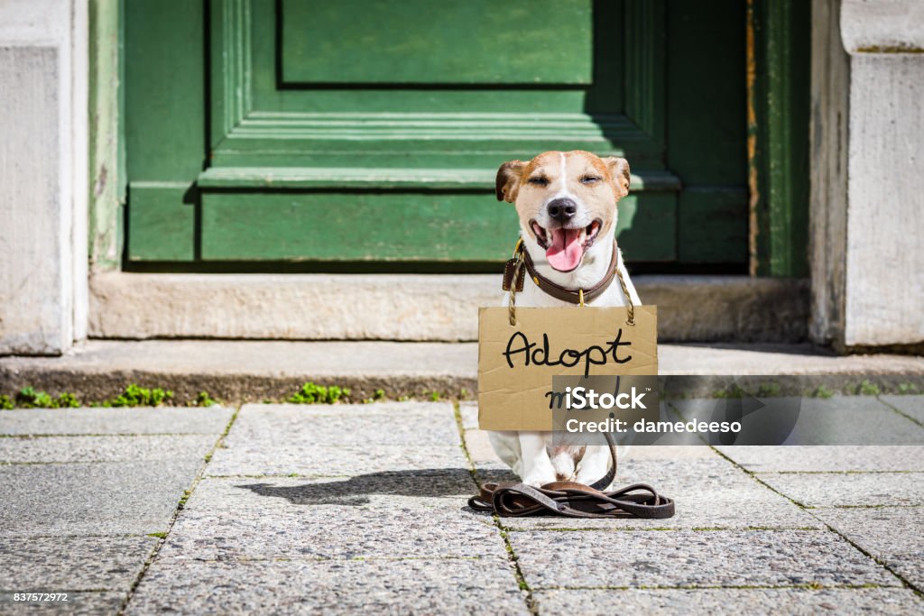 lost  and homeless abandoned dog lost  and homeless  jack russell dog with cardboard hanging around neck, abandoned at the street, waiting to be adopted at the door home Pet Adoption Stock Photo