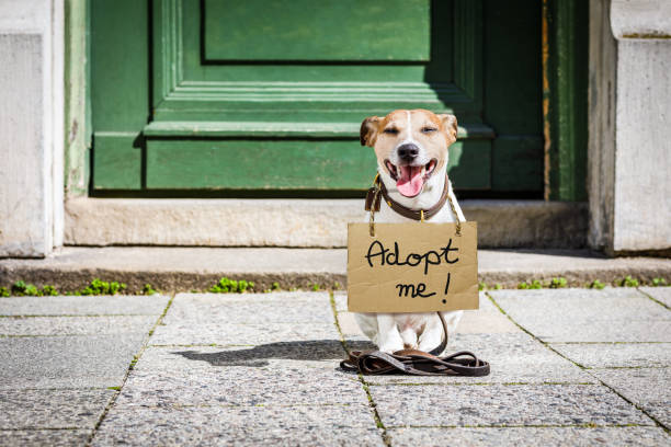 lost  and homeless abandoned dog lost  and homeless  jack russell dog with cardboard hanging around neck, abandoned at the street, waiting to be adopted at the door home adoption stock pictures, royalty-free photos & images