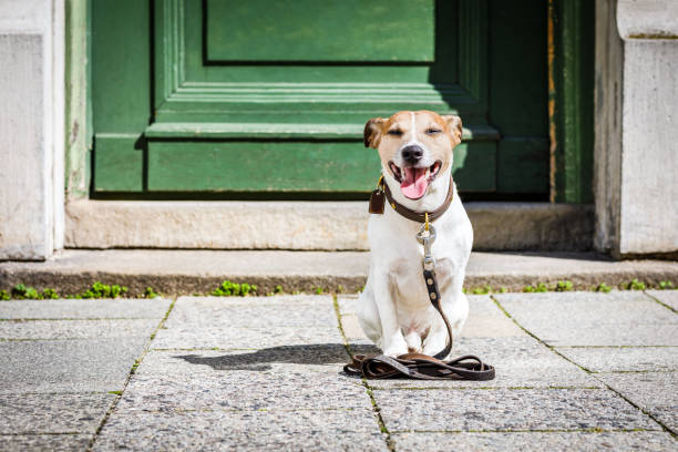 istock dog   with leash waits for a walk 837573122