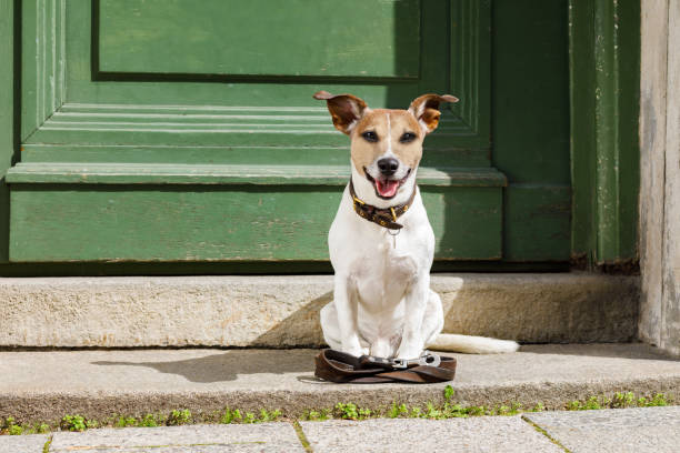 istock dog   with leash waits for a walk 837573350