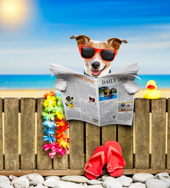 istock dog  on  beach on summer vacation holidays 837573464