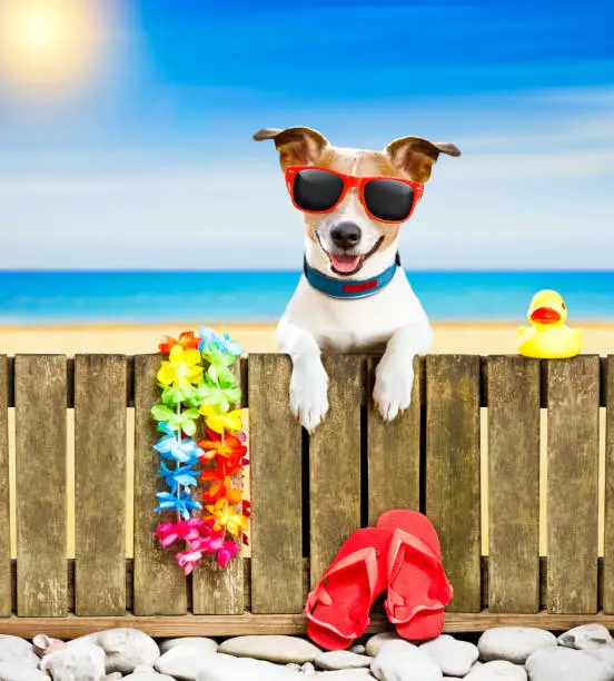 Photo of dog  on  beach on summer vacation holidays