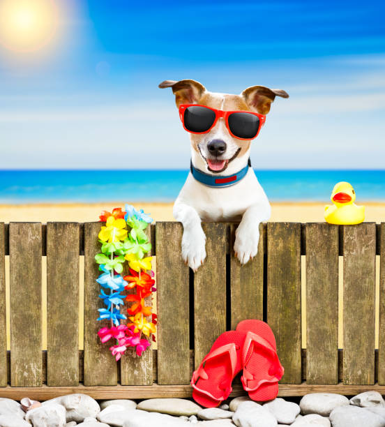 dog  on  beach on summer vacation holidays - hammock beach vacations tropical climate imagens e fotografias de stock