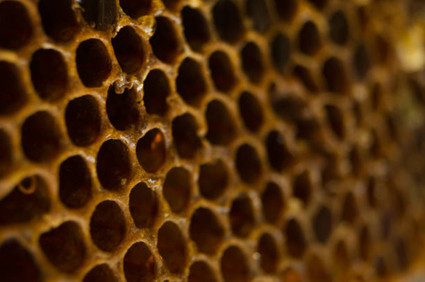 istock Brown honeycomb with sweet honey, background, texture 837577542