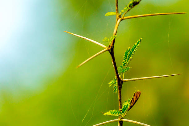istock Spikes of thorn of Babool tree 837577692