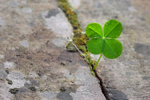 Four leaf clover growing in a split between stones, symbol for luck and fortune, concept  power of nature, closeup with copy space, selected focus, narrow depth of field