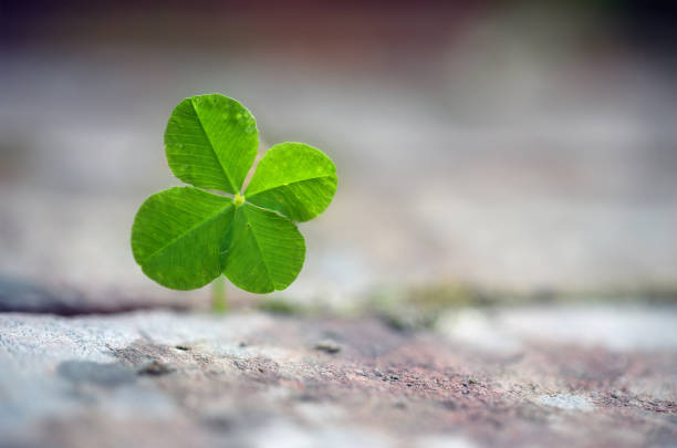 istock Four leaf clover grows between paving stones, symbol for luck, fortune and assertiveness of nature, close up with copy space in the blurred background 837578860