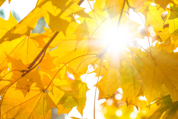 istock closeup red dry maple leaves on a blue sky background 837580834