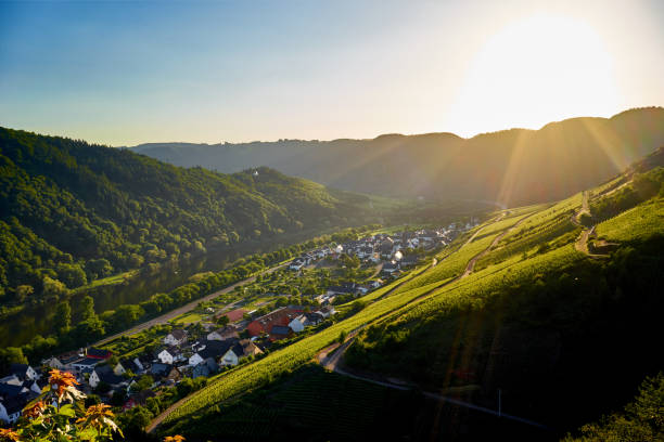 istock Sunset over vineyards of Moselle 837582222