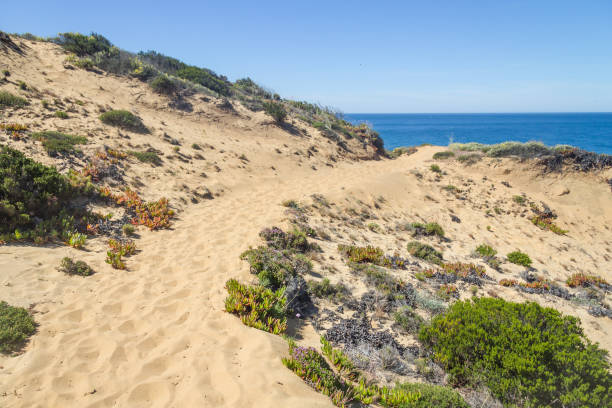 istock Trail over dunes in the Beach in Almograve 837589018