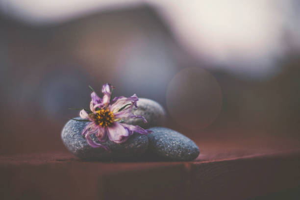 Flower Immersion. Decaying cosmos flower on rocks