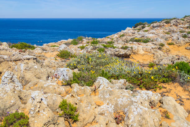 istock Flowers and vegetation in the beach in Almograve 837589724