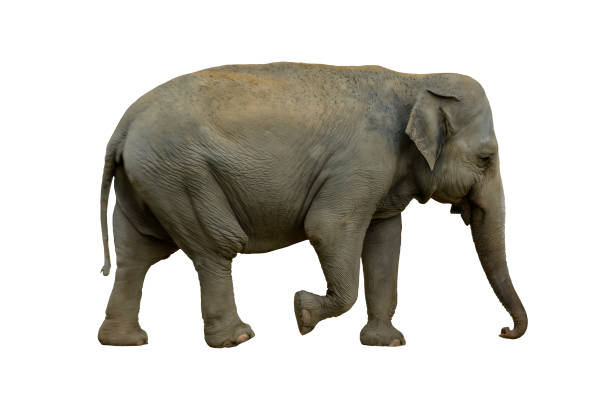 istock Big gray elephant isolated on white background. 837593628