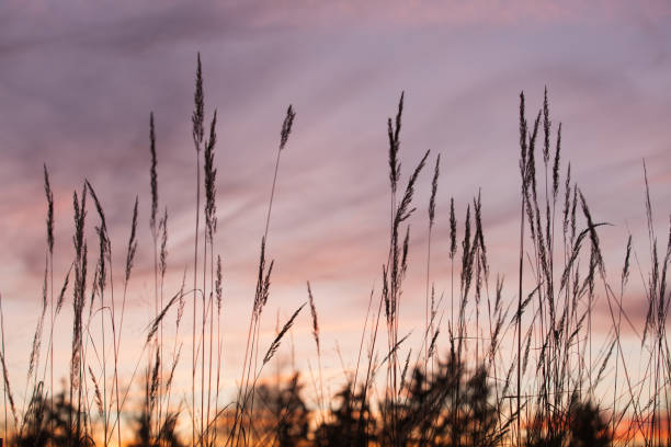 istock Blades of grass 837593770
