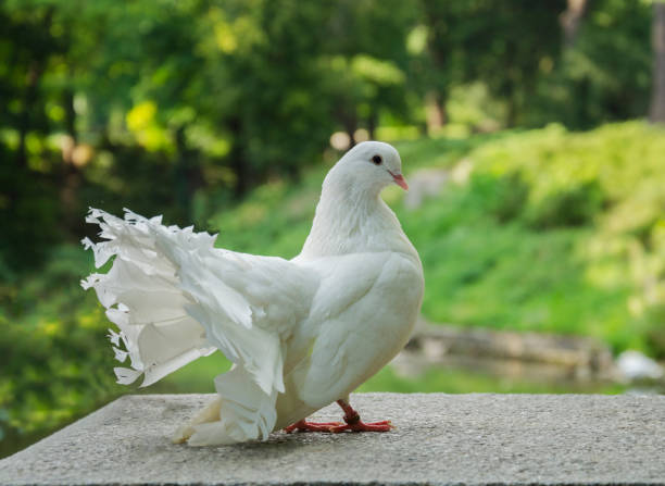 White dove　① beautiful-white-bird-dove.jpg?