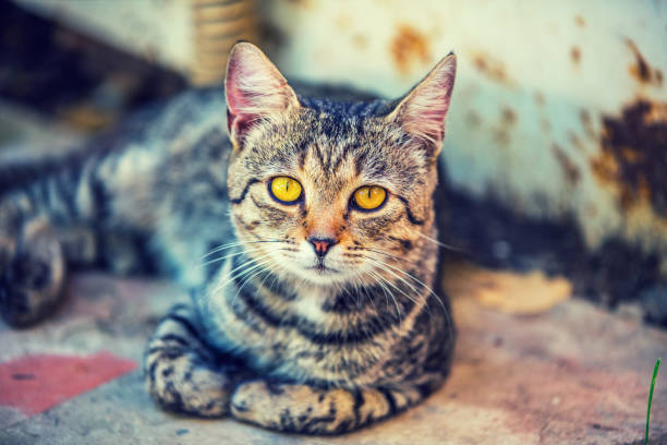 istock Portrait of a cat lying outdoors at a construction site 837595272