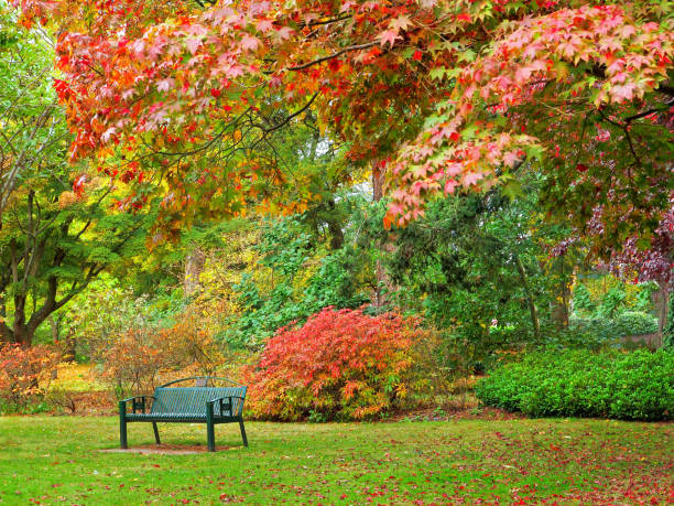 istock Autumn colored bright leaves on the trees during fall season 837600502