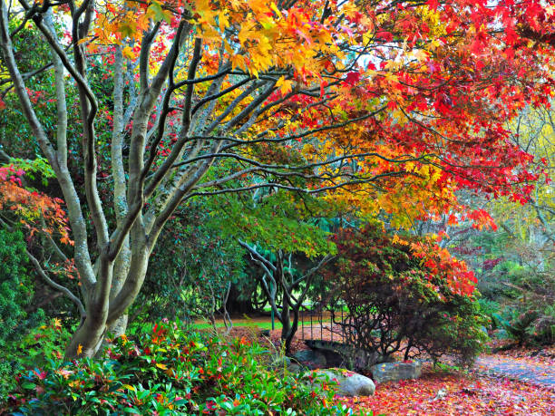 istock Autumn colored bright leaves on the trees during fall season 837600532