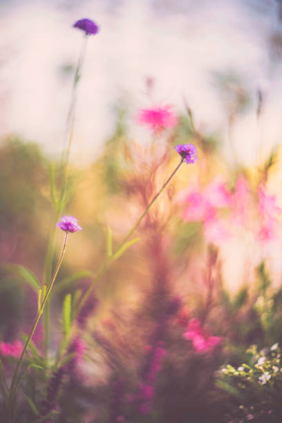 istock Flowerbed in natural sunlight. Flower Immersion 837601716