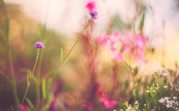 istock Flowerbed in natural sunlight. Flower Immersion 837601734