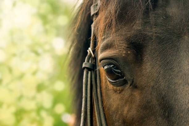 istock Horse eye on a blurred green background 837603158