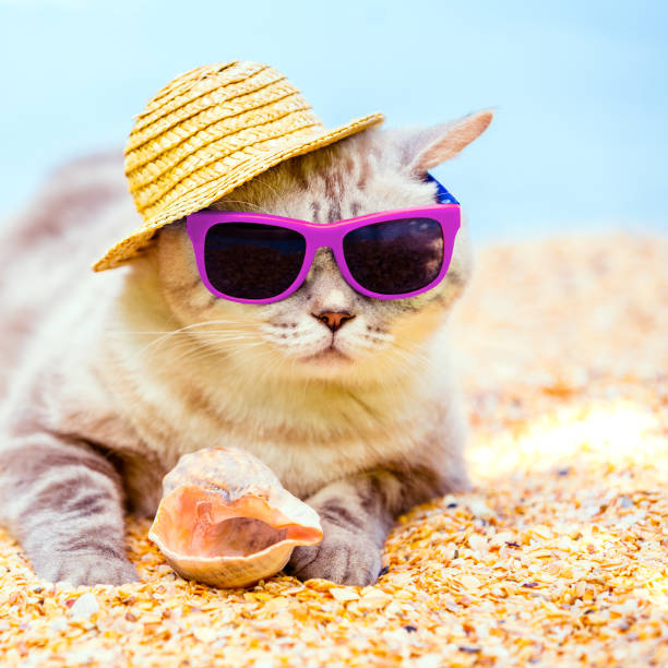 istock Cat wearing sunglasses and sun hat relaxing on the beach 837606674