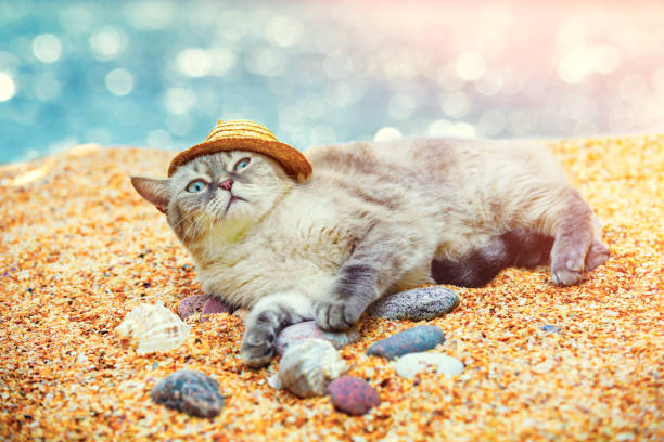 istock Cat wearing sun hat relaxing on the beach 837606906