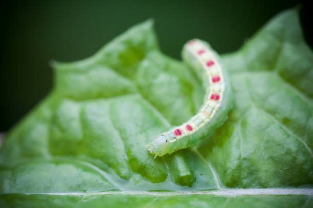 istock The green caterpillar on a leaf 837607114