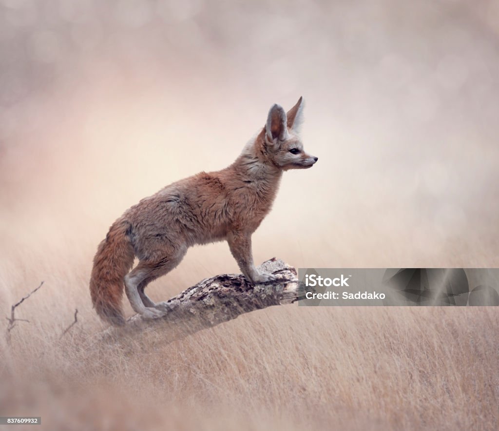 Fennec Fox on a tree Fennec Fox on a tree in a grassland Fennec Fox Stock Photo