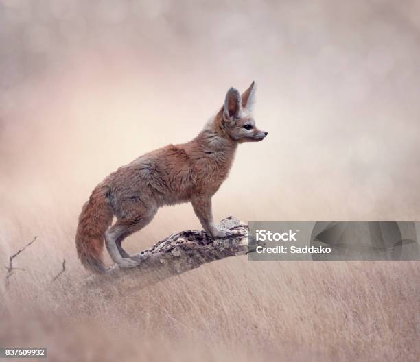 Fennec Fox On A Tree Stock Photo - Download Image Now - Fennec Fox, Animal, Branch - Plant Part