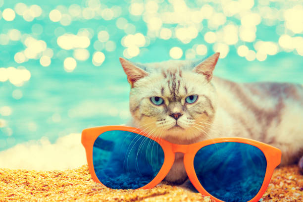 istock Cat with big sunglasses relaxing on the beach 837612160