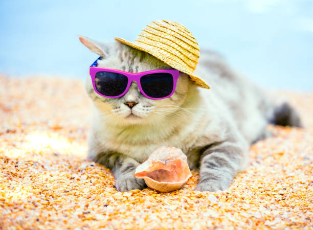 istock Cat wearing sunglasses and sun hat relaxing on the beach 837612300