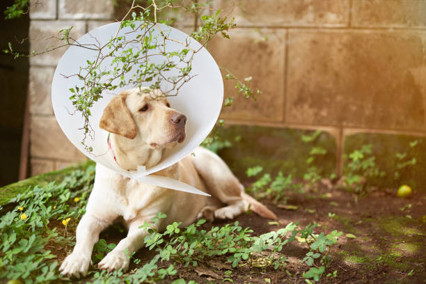 istock Dog injure recovery theme 837613016