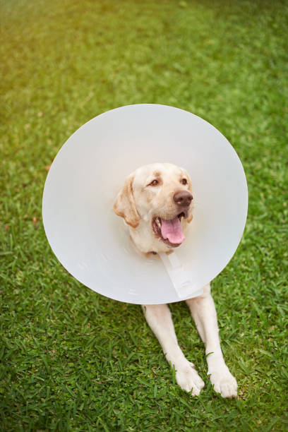 istock Healthy labrador dog with cone collar 837613074
